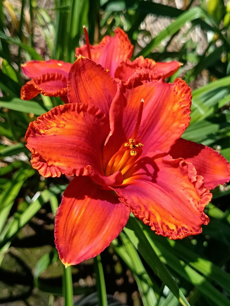 Lava Lake* Daylily