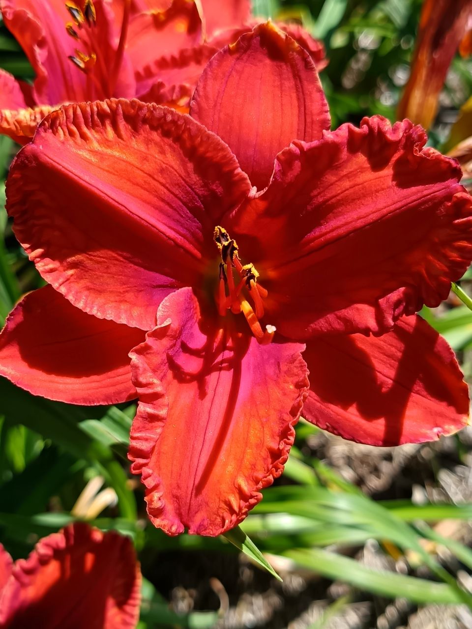 Lava Lake* Daylily