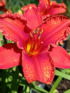 Lava Lake* Daylily