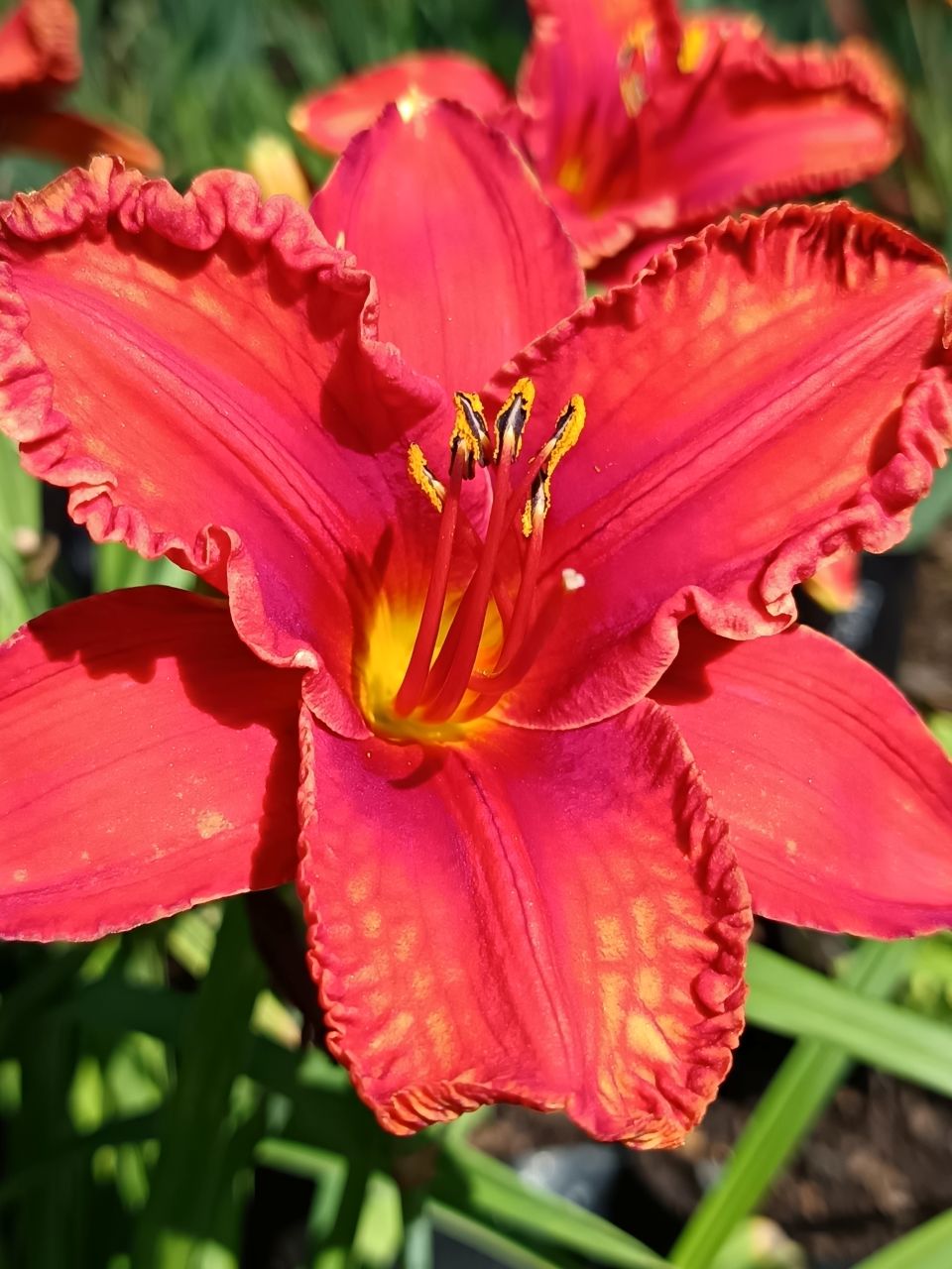 Lava Lake* Daylily