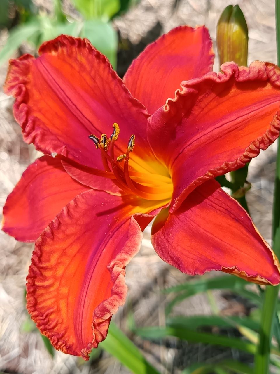 Lava Lake* Daylily