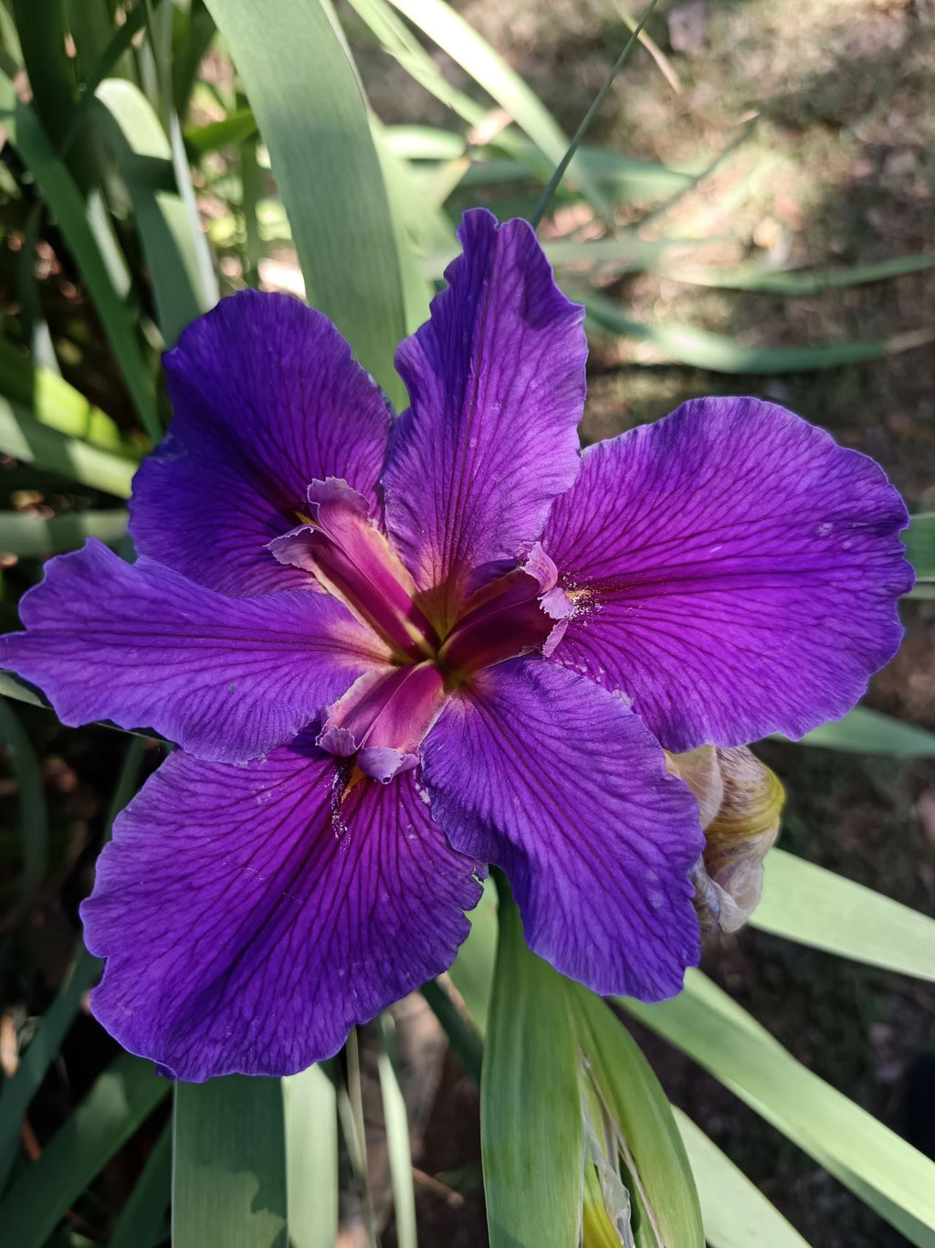 Purple Louisiana Iris