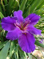 Purple Louisiana Iris
