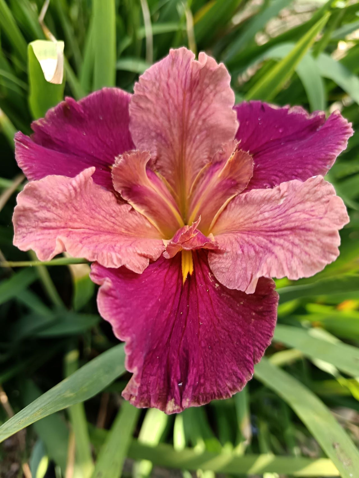 Wine Red Louisiana Iris