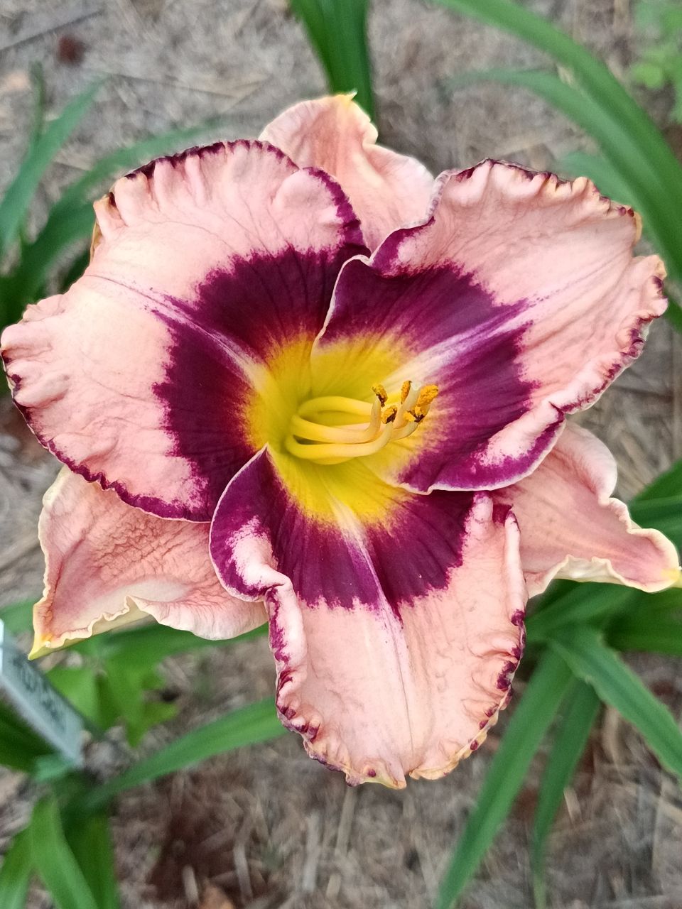 Rock Solid Daylily
