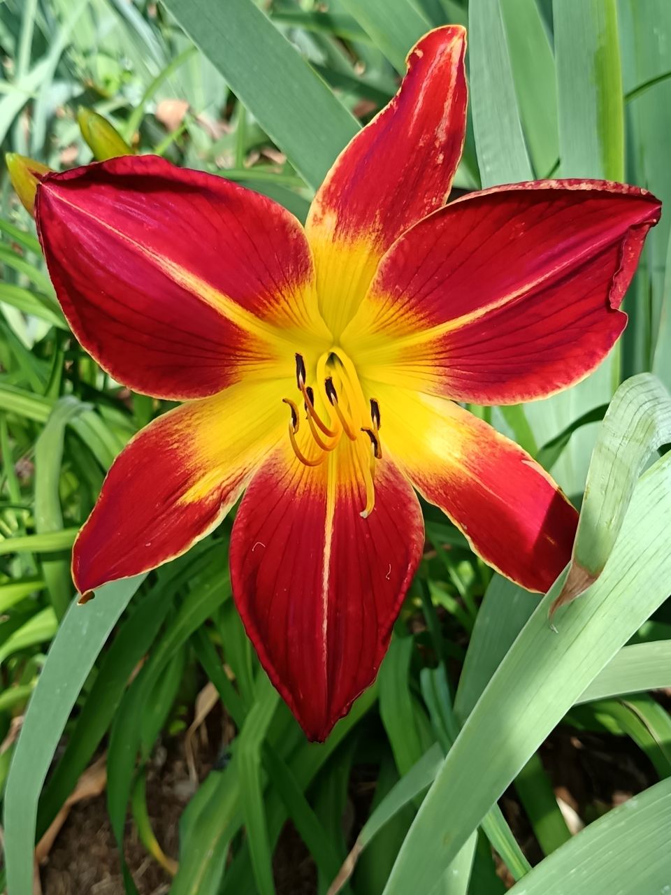 Ruby Spider Daylily