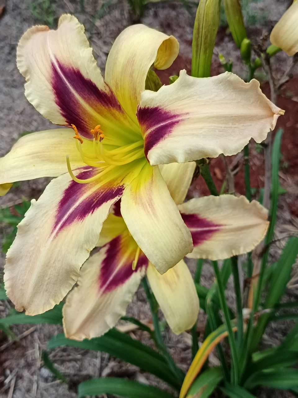 So Many Stars Daylily