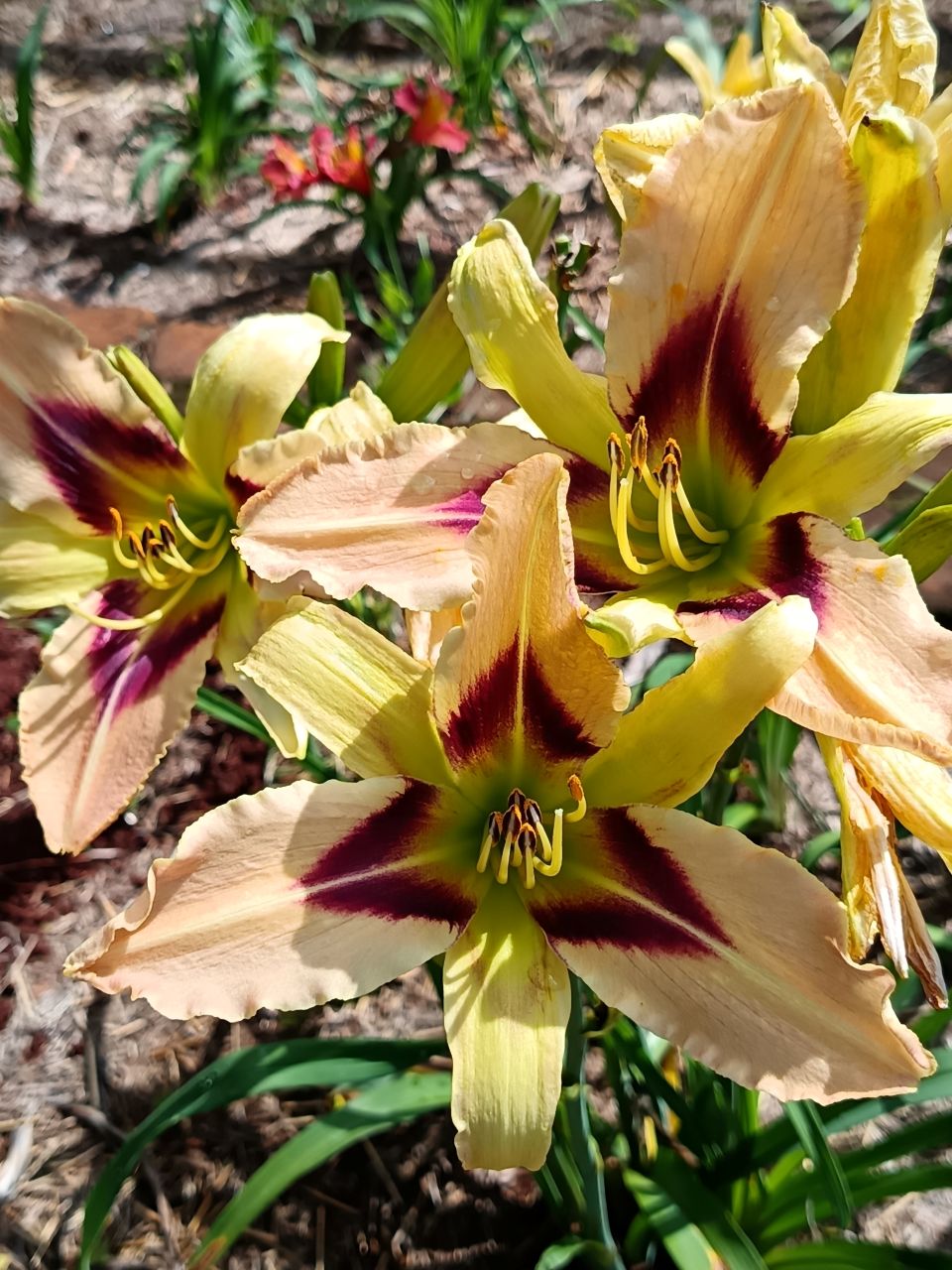 So Many Stars Daylily