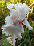 Treasured Bearded Iris