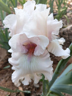 Treasured Bearded Iris