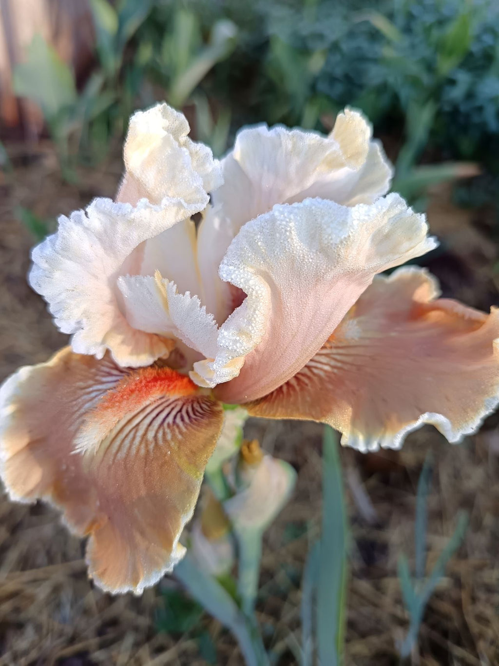Foundation Van Gogh Bearded Iris