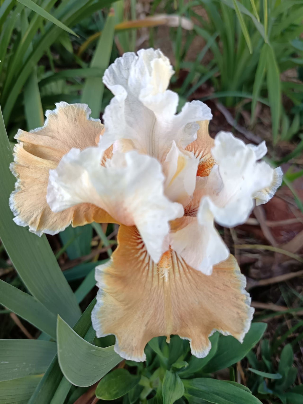 Foundation Van Gogh Bearded Iris