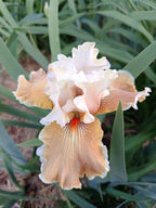 Foundation Van Gogh Bearded Iris