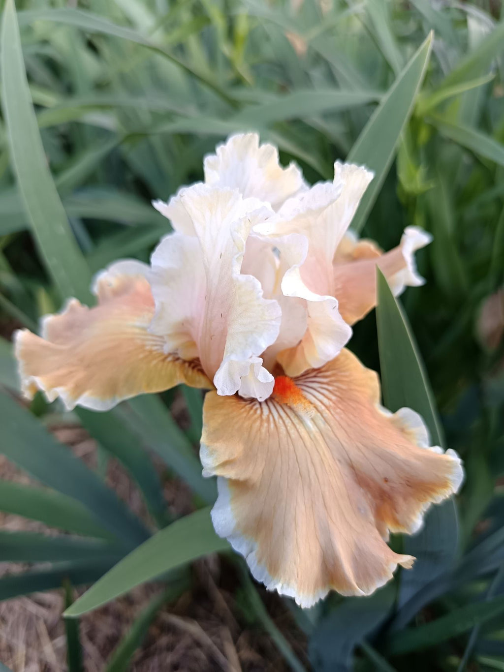 Foundation Van Gogh Bearded Iris
