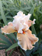 Foundation Van Gogh Bearded Iris