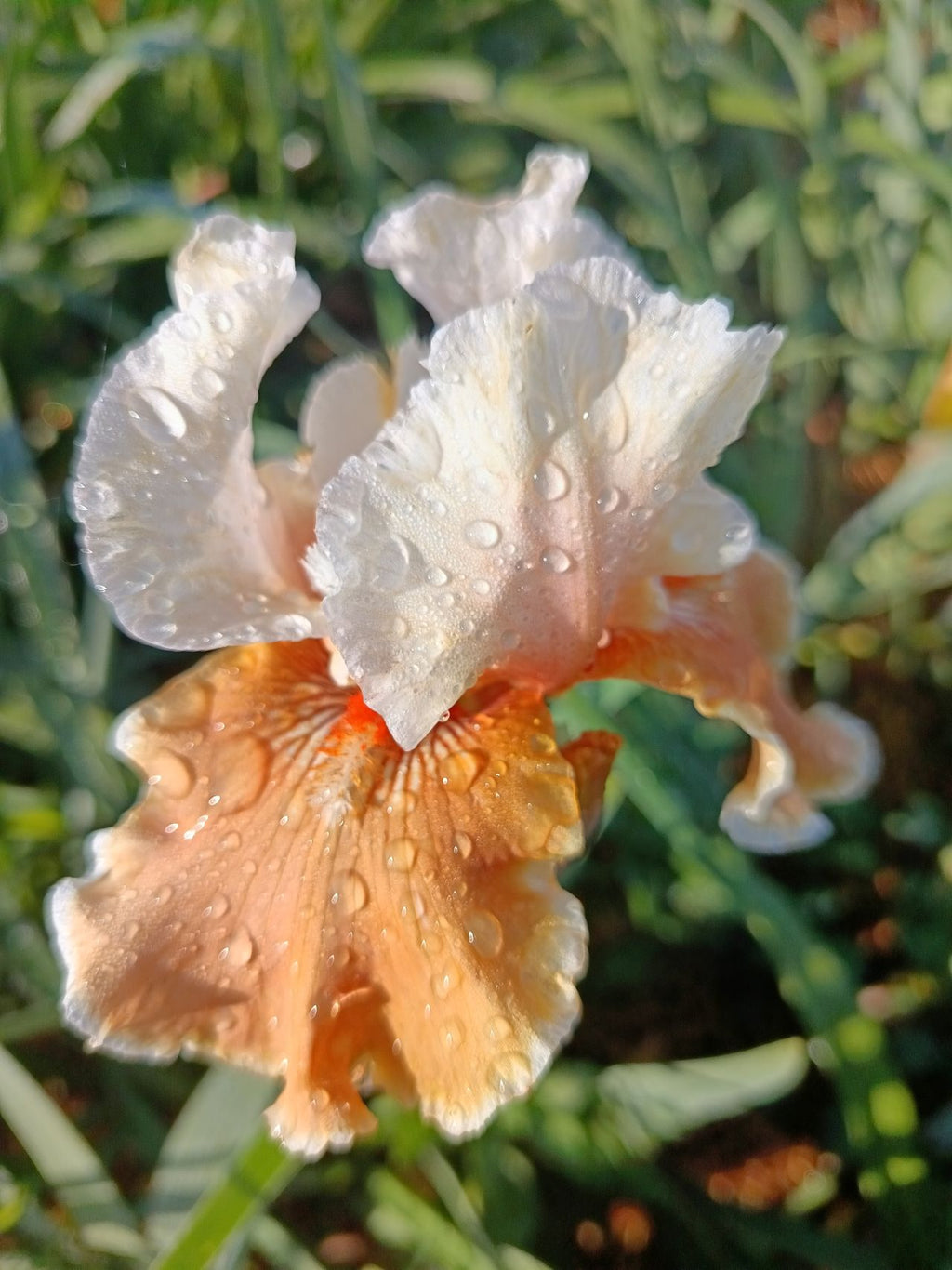 Foundation Van Gogh Bearded Iris