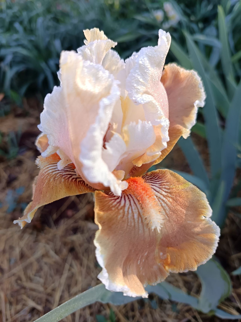 Foundation Van Gogh Bearded Iris