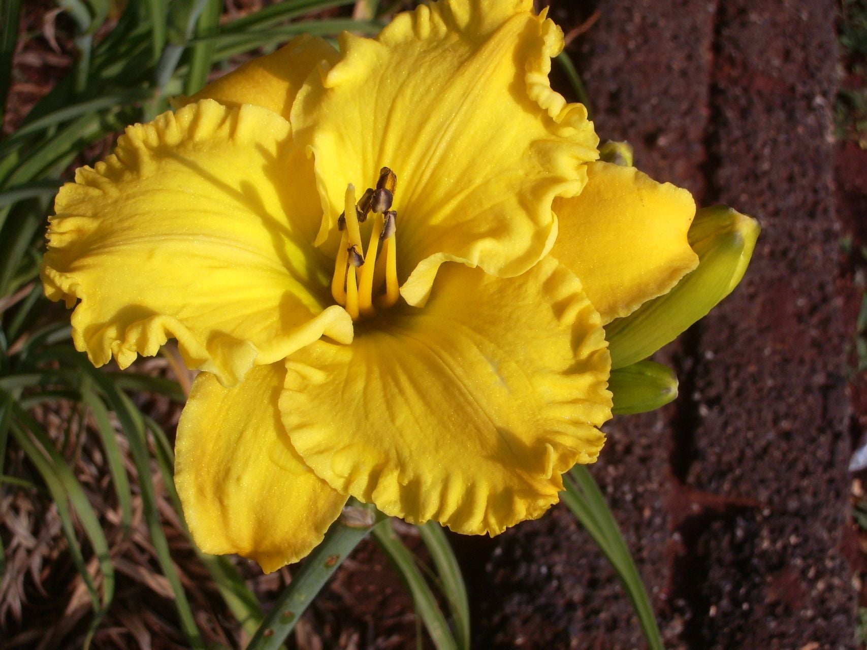 Bill Norris Daylily