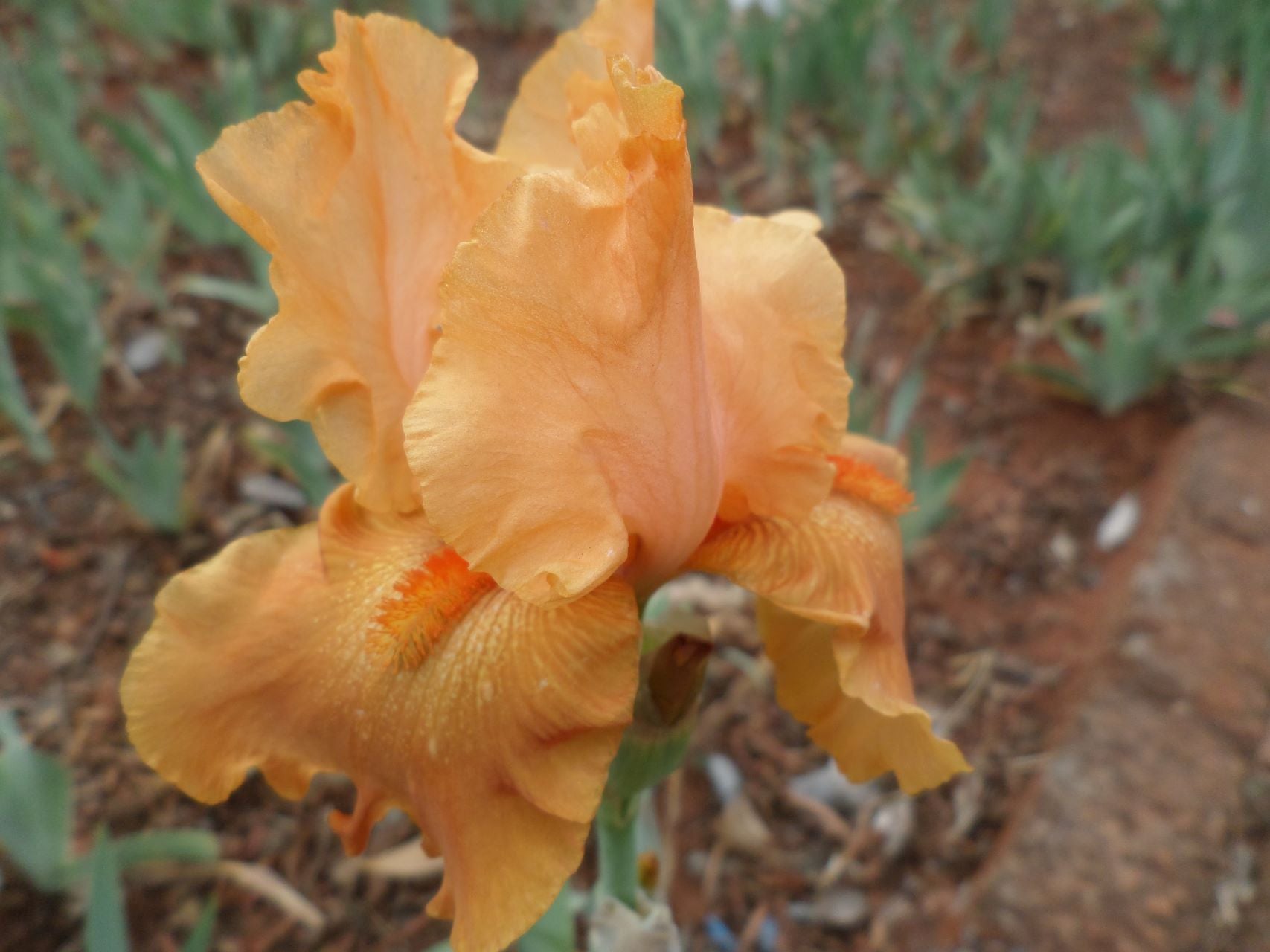 Burnt Orange Bearded Iris