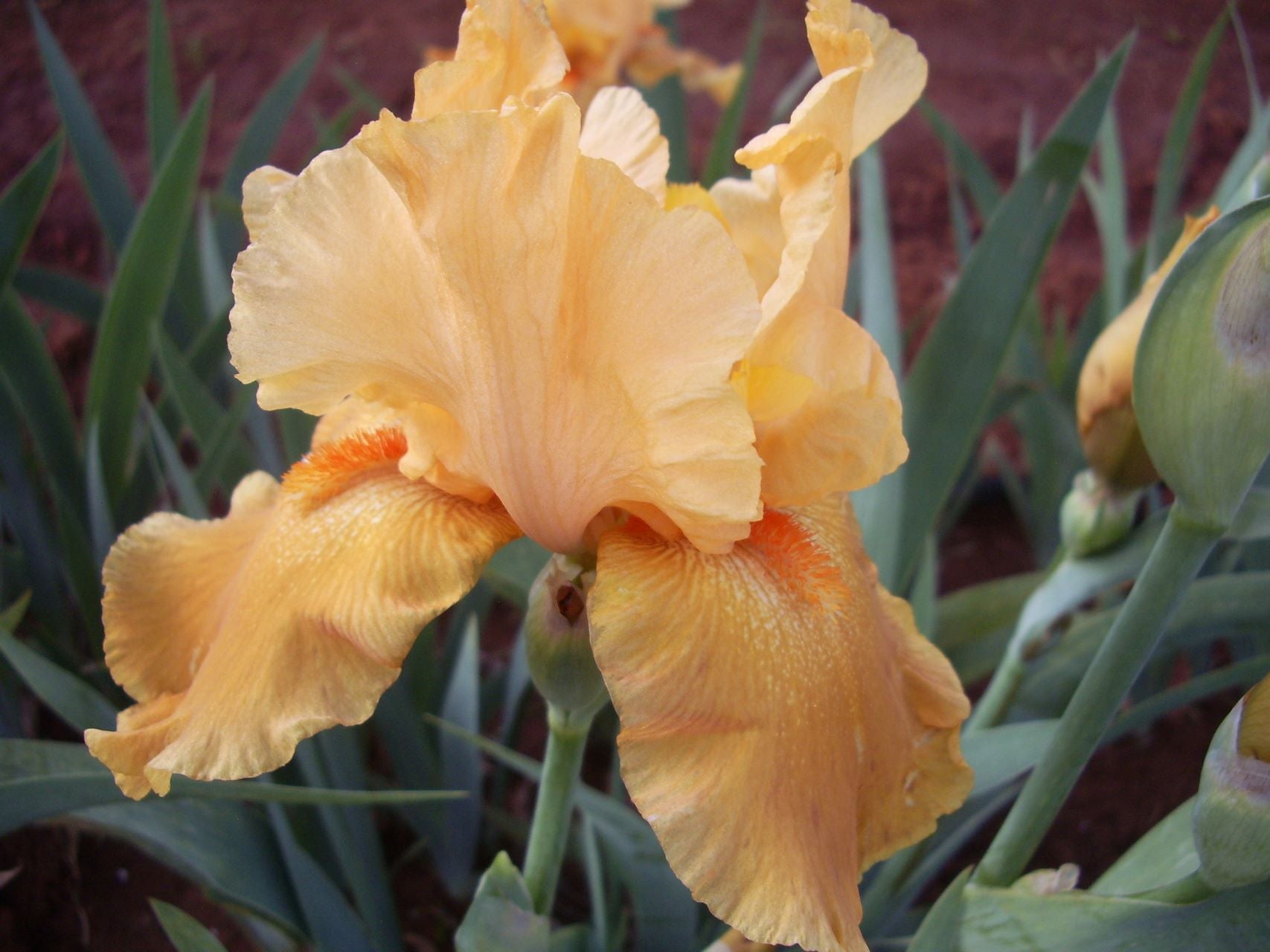 Burnt Orange Bearded Iris