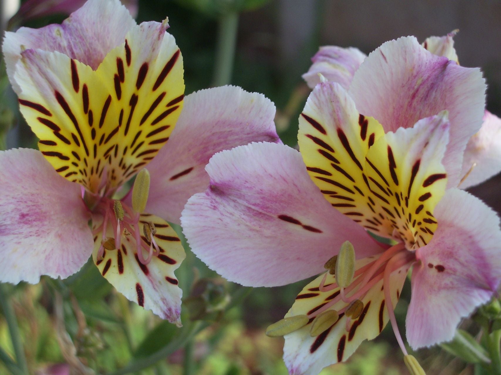 Country Princess | Inca Lily