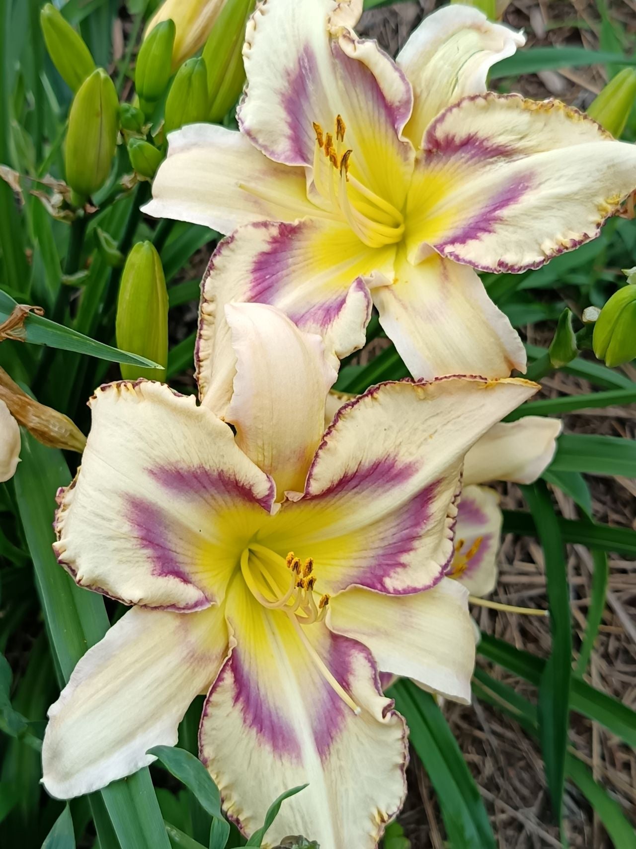 Destined To See Daylily