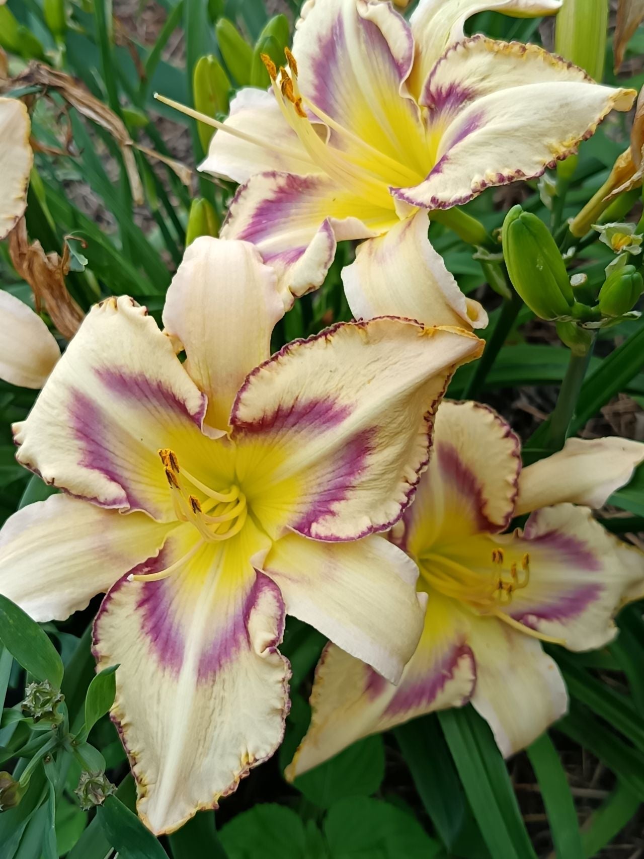 Destined To See Daylily