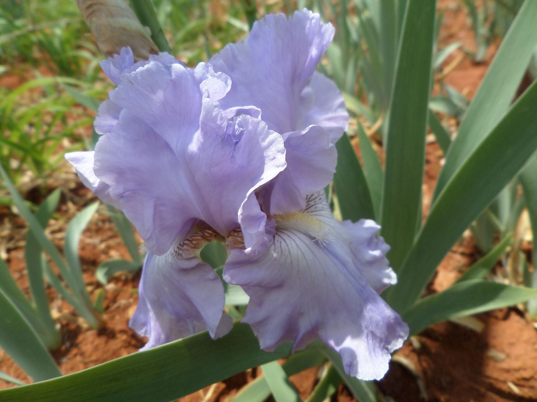 High Road Blues* Bearded Iris