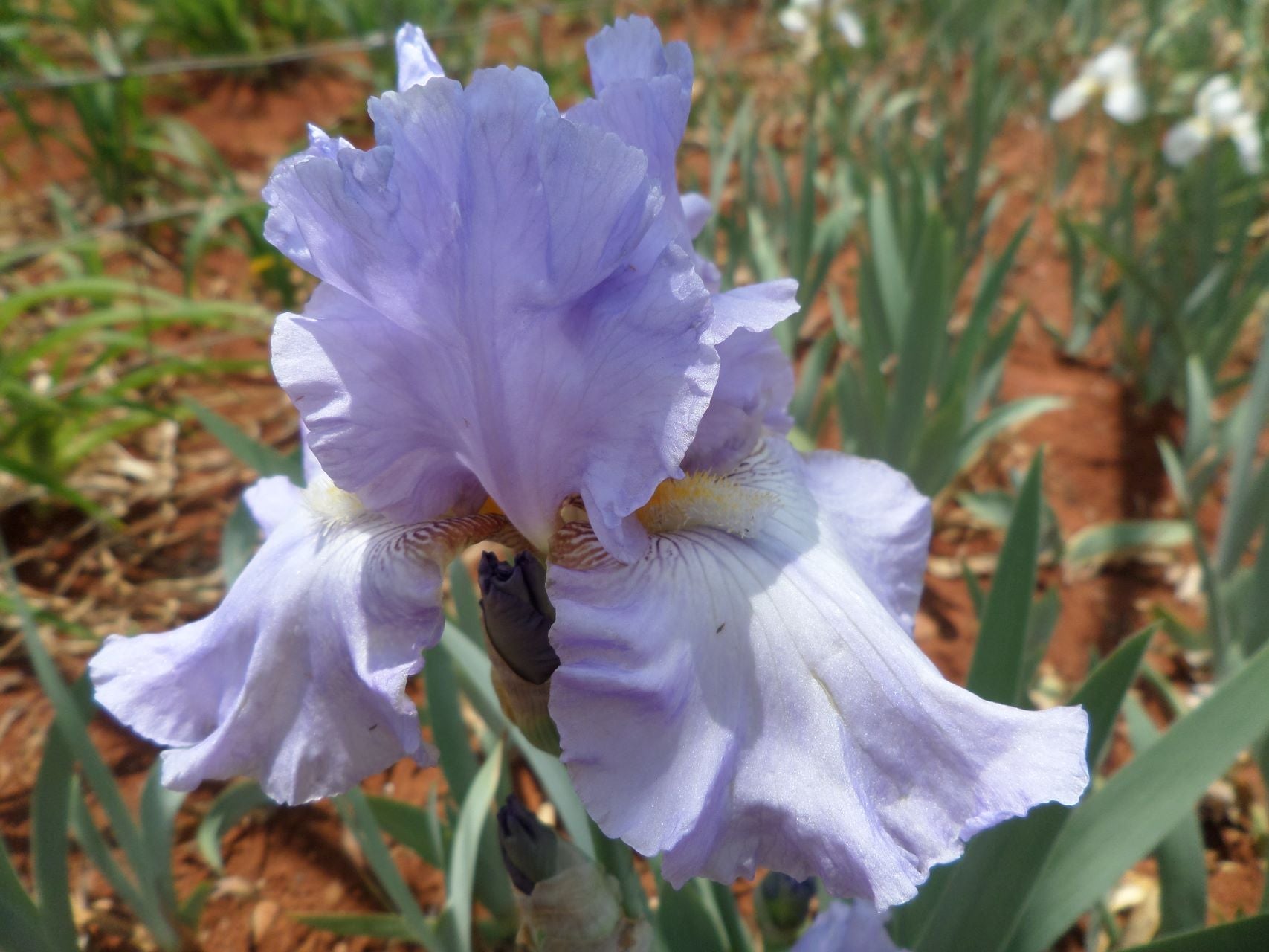 High Road Blues* Bearded Iris