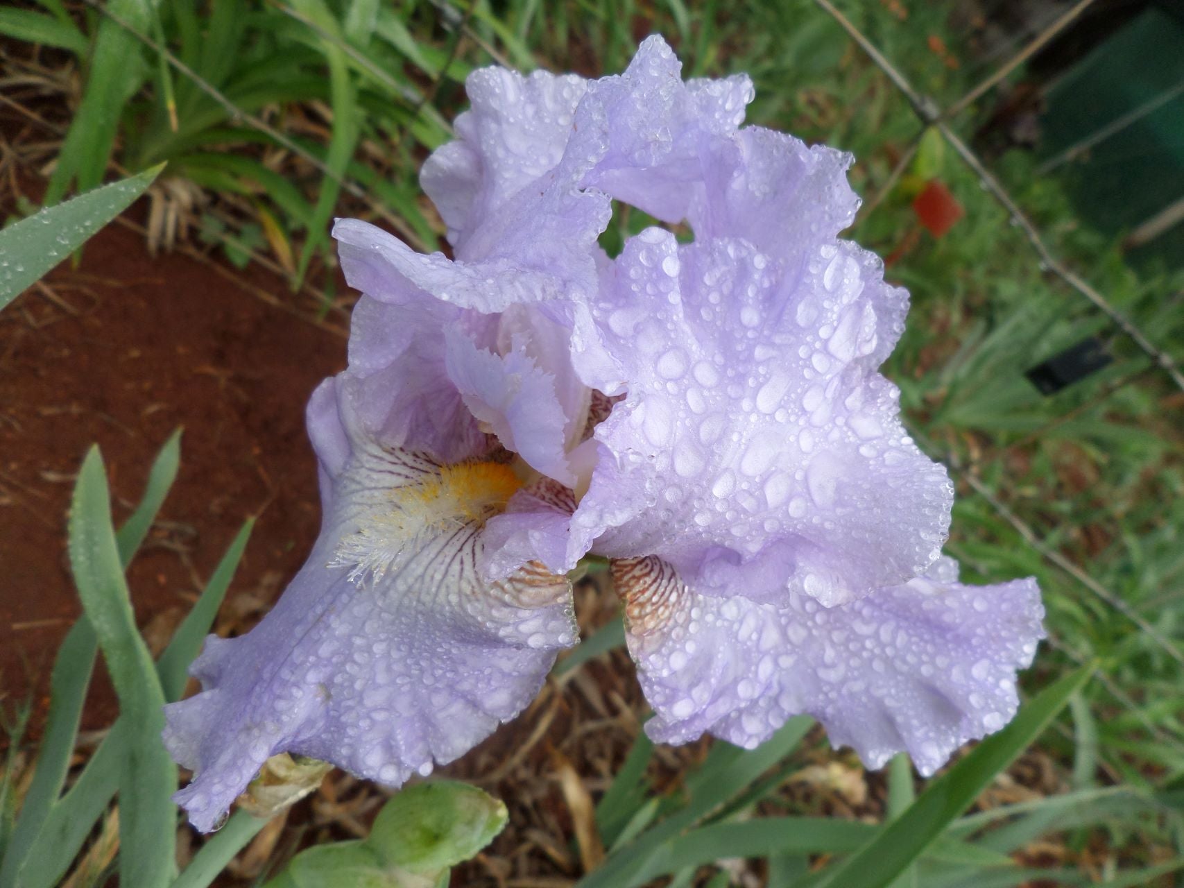 High Road Blues* Bearded Iris