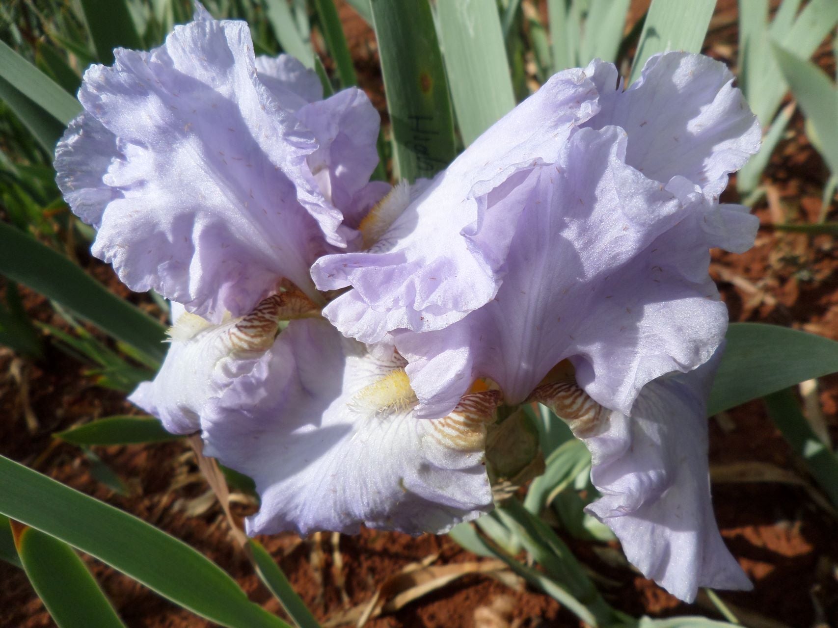 High Road Blues* Bearded Iris