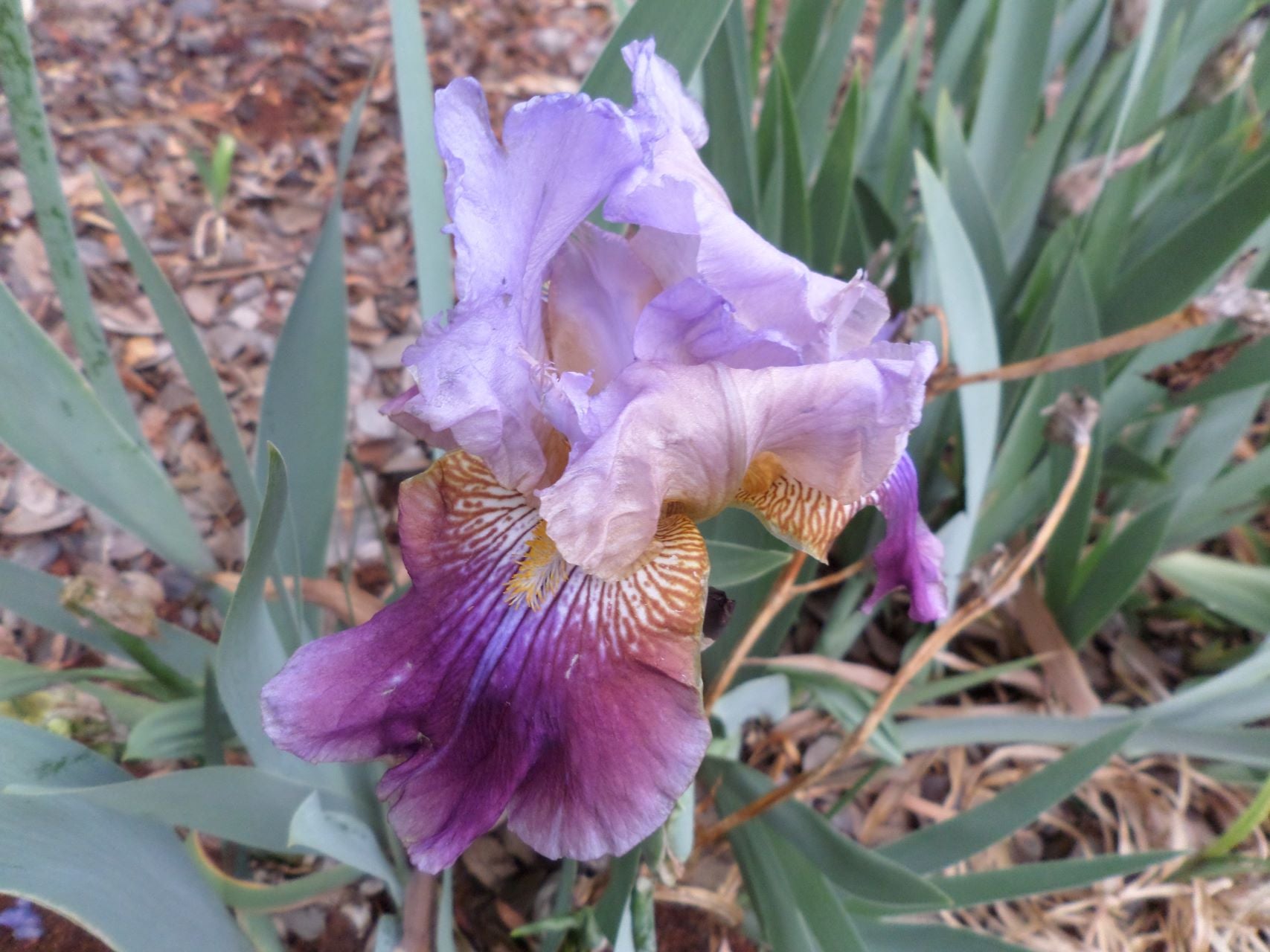 Purple Palette* Bearded Iris