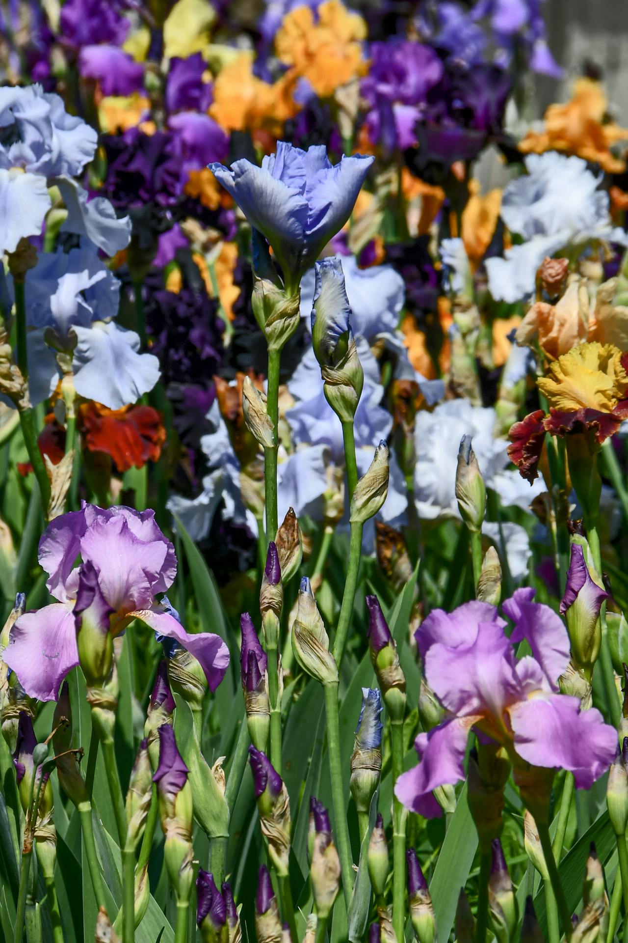 Bearded Iris Mixed Colour Combo